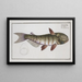 Silurus inermis The barbed catfish - Marcus Elieser Bloch — framed artwork on a wall
