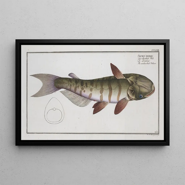 Silurus inermis The barbed catfish - Marcus Elieser Bloch — framed artwork on a wall