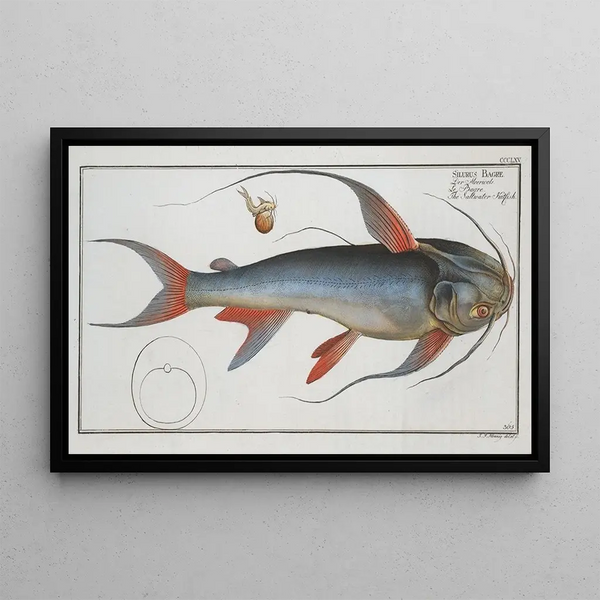 Silurus Bagre The saltwater catfish - Marcus Elieser Bloch — framed artwork on a wall