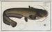 Silurus Glanis, the Wels catfish - Marcus Elieser Bloch — artwork view