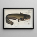 Silurus Glanis, the Wels catfish - Marcus Elieser Bloch — framed artwork on a wall
