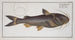 Silurus herzbergii, the silver catfish - Marcus Elieser Bloch — artwork view
