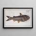 Silurus herzbergii, the silver catfish - Marcus Elieser Bloch — framed artwork on a wall
