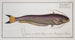 Silurus bimaculatus The two-spotted catfish - Marcus Elieser Bloch — artwork view