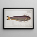 Silurus bimaculatus The two-spotted catfish - Marcus Elieser Bloch — framed artwork on a wall
