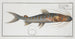 Silurus fasciatus, the striped catfish - Marcus Elieser Bloch — artwork view