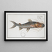 Silurus fasciatus, the striped catfish - Marcus Elieser Bloch — framed artwork on a wall
