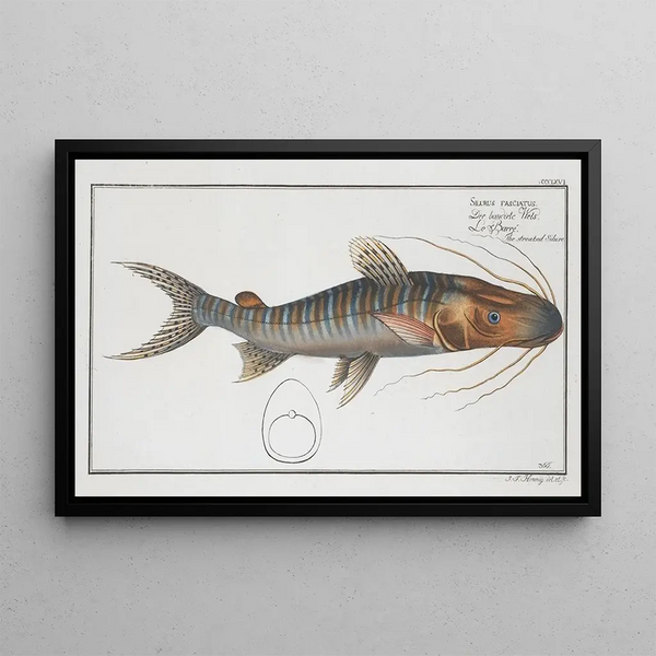 Silurus fasciatus, the striped catfish - Marcus Elieser Bloch — framed artwork on a wall