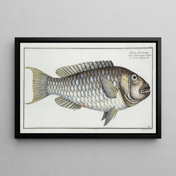 Sparus Abildgaardi - Marcus Elieser Bloch — framed artwork on a wall