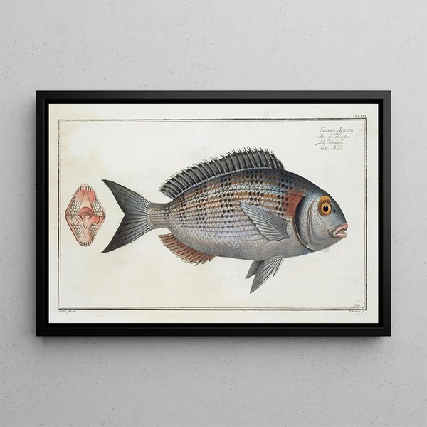 Sparus Aurata, dorade royale - Marcus Elieser Bloch — framed artwork on a wall
