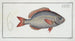 Sparus Brama - Marcus Elieser Bloch — artwork view