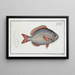 Sparus Brama - Marcus Elieser Bloch — framed artwork on a wall
