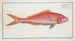Sparus Chrysurus, the gold-tailed sea bream - Marcus Elieser Bloch — artwork view