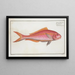Sparus Chrysurus, the gold-tailed sea bream - Marcus Elieser Bloch — framed artwork on a wall