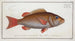 Sparus Cynodon, le dent de chien - Marcus Elieser Bloch — artwork view