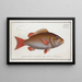 Sparus Cynodon, le dent de chien - Marcus Elieser Bloch — framed artwork on a wall