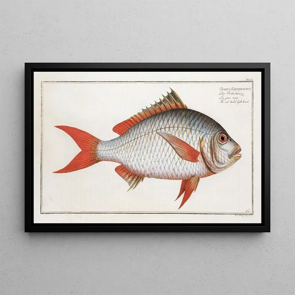 Sparus Erythrourus The red-tailed sea bream - Marcus Elieser Bloch — framed artwork on a wall