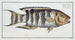 Sparus fasciatus, la dorade rayée - Marcus Elieser Bloch — artwork view
