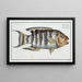Sparus fasciatus, la dorade rayée - Marcus Elieser Bloch — framed artwork on a wall