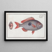 Sparus Maena The Cackerel - Marcus Elieser Bloch — framed artwork on a wall