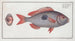 Sparus Maena The Cackerel - Marcus Elieser Bloch — artwork view