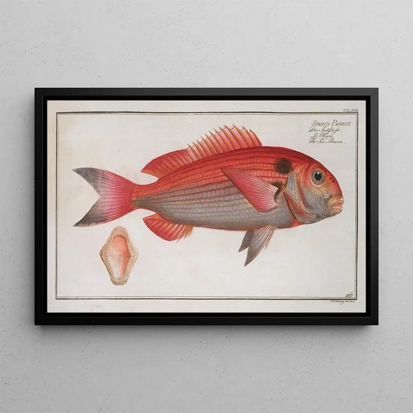 Sparus Pargus, la Daurade - Marcus Elieser Bloch — framed artwork on a wall