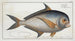 Sparus Raii La Daurade Dentée - Marcus Elieser Bloch — artwork view