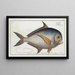 Sparus Raii La Daurade Dentée - Marcus Elieser Bloch — framed artwork on a wall