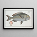 Sparus Salpa Le Goldlin - Marcus Elieser Bloch — framed artwork on a wall