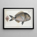 Sparus Sargus Le Base - Marcus Elieser Bloch — framed artwork on a wall