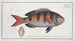 Sparus annularis, la dorade annulaire - Marcus Elieser Bloch — artwork view