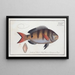 Sparus annularis, la dorade annulaire - Marcus Elieser Bloch — framed artwork on a wall