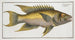 Sparus falcatus - Marcus Elieser Bloch — artwork view
