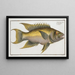 Sparus falcatus - Marcus Elieser Bloch — framed artwork on a wall