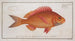 Sparus macrophthalmus The Goggleye - Marcus Elieser Bloch — artwork view