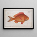 Sparus macrophthalmus The Goggleye - Marcus Elieser Bloch — framed artwork on a wall