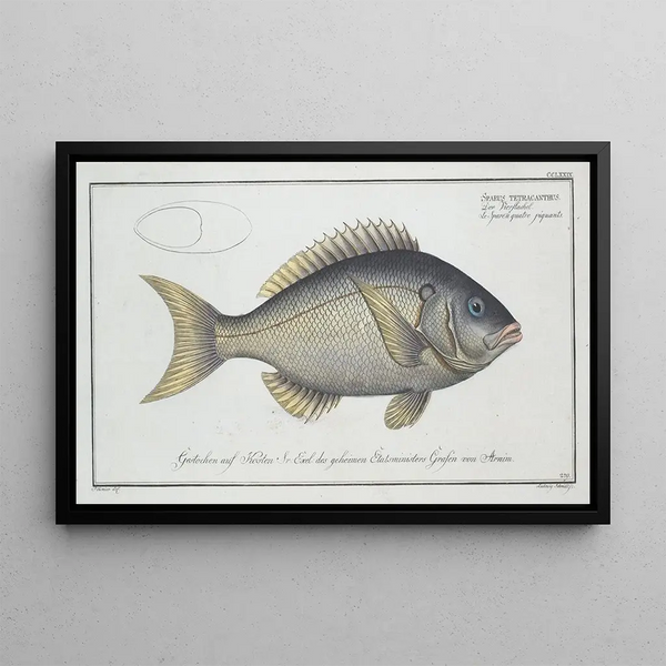 Sparus tetracanthus - Marcus Elieser Bloch — framed artwork on a wall
