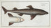 Squalus Acanthias the Spiny Dogfish - Marcus Elieser Bloch — artwork view