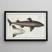 Squalus Acanthias the Spiny Dogfish - Marcus Elieser Bloch — framed artwork on a wall