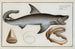The Great White Shark - Marcus Elieser Bloch — artwork view