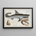 The Great White Shark - Marcus Elieser Bloch — framed artwork on a wall