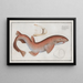 Squalus Catulus, la petite plie rugueuse - Marcus Elieser Bloch — framed artwork on a wall