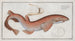 Squalus Catulus, la petite plie rugueuse - Marcus Elieser Bloch — artwork view