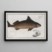 Squalus Centrina La Centrine - Marcus Elieser Bloch — framed artwork on a wall