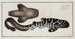 Squalus fasciatus The banded shark - Marcus Elieser Bloch — artwork view