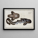 Squalus fasciatus The banded shark - Marcus Elieser Bloch — framed artwork on a wall
