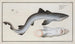 Squalus galeus, the hammerhead shark - Marcus Elieser Bloch — artwork view
