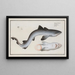 Squalus galeus, the hammerhead shark - Marcus Elieser Bloch — framed artwork on a wall