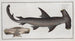 Squalus Zygaena the fish scale - Marcus Elieser Bloch — artwork view