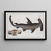 Squalus Zygaena the fish scale - Marcus Elieser Bloch — framed artwork on a wall
